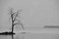 Lone barren tree in a fog Royalty Free Stock Photo