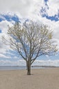 Lone Beach Tree with overlook of boardwalk