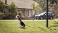 A lone beagle waits patiently on a leash