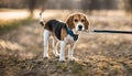 A lone beagle waits patiently on a leash