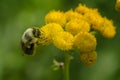 Bee on a Yellow Flower