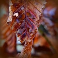 Lone Beech leaf with holes in the structure Royalty Free Stock Photo