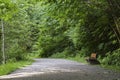 Lone Bench on a Forest Path