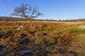 A lone bent and twisted tree in Padley Gorge