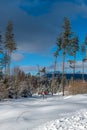 Ski runner on the route of a race running through a snowy forest