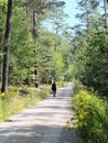 Lone bicycle rider on apathy through dense pine forest und blue sky and sunshine