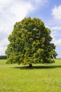 Lone big deciduous tree in field Royalty Free Stock Photo