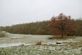 A lone big oak tree with red leaves stands on the field against the background of the forest. First snow. Place for text. Royalty Free Stock Photo