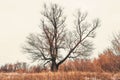 Lone big old Oak tree has gnarly twisted bare branches in late autumn, winter, early spring in countryside Royalty Free Stock Photo