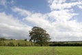 Lone big tree in a field Royalty Free Stock Photo