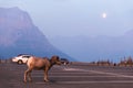 Lone Bighorn Sheep at Glacier National Park Royalty Free Stock Photo