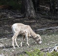 Lone Bighorn Sheep Lamb (Ovis canadensis) in a Forest