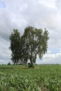 A lone birch tree stands in the middle of a cornfield on a summer day Royalty Free Stock Photo