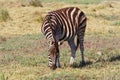 Lone Birchell`s Zebra grazing in the afternoon sun in the Western  Cape Royalty Free Stock Photo