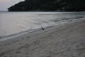 Lone bird on the Beach Royalty Free Stock Photo