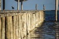 Lone bird on a dock