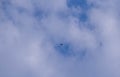 Lone bird flying in a cloudy sky Royalty Free Stock Photo