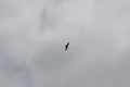 Lone bird flying in a cloudy sky Royalty Free Stock Photo