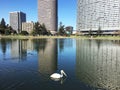 Lone bird on the lake