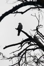 A lone bird perches on a barren branch against a pale sky Royalty Free Stock Photo