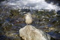 Lone bird on river rock Royalty Free Stock Photo