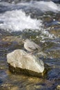 Lone bird on river rock Royalty Free Stock Photo