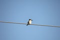 Lone bird sitting on a cable Royalty Free Stock Photo