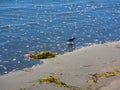 Lone bird on the water`s edge