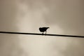 A lone bird on a wire Royalty Free Stock Photo
