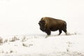Lone bison or buffalo in snowy field in Yellowstone National Par