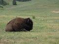 Lone Bison Royalty Free Stock Photo