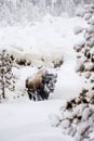 Bison in the snowy woods of Yellowstone Royalty Free Stock Photo