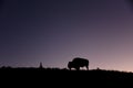 Lone bison in the meadow of Hayden Valley at sunset