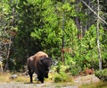 Lone Bison Royalty Free Stock Photo