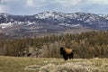 Lone Bison Standing on Ridge
