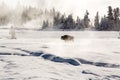 Lone Bison trekking across snowy fields