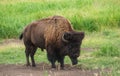 Lone Bison Royalty Free Stock Photo