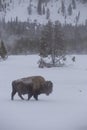 A lone bison in Yellowstone National Park