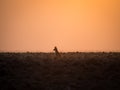 Lone black backed jackal looking into distance during golden sunset, Palmwag Concession, Namibia, Southern Africa