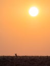 Lone black backed jackal looking into distance during golden sunset, Palmwag Concession, Namibia, Southern Africa Royalty Free Stock Photo