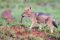 Lone Black Backed Jackal pup chewing on a bone in green grass Royalty Free Stock Photo