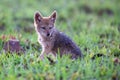 Lone Black Backed Jackal pup sitting in short green grass explore the world Royalty Free Stock Photo