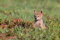 Lone Black Backed Jackal pup sitting in short green grass explore the world Royalty Free Stock Photo