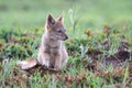 Lone Black Backed Jackal pup sitting in short green grass explore the world Royalty Free Stock Photo