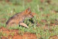 Lone Black Backed Jackal pup sitting in short green grass explore the world Royalty Free Stock Photo