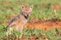 Lone Black Backed Jackal pup sitting in short green grass explore the world Royalty Free Stock Photo