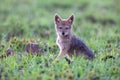 Lone Black Backed Jackal pup sitting in short green grass explore the world Royalty Free Stock Photo