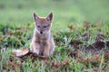 Lone Black Backed Jackal pup sitting in short green grass explore the world Royalty Free Stock Photo