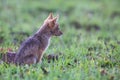 Lone Black Backed Jackal pup sitting in short green grass explore the world Royalty Free Stock Photo