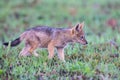 Lone Black Backed Jackal pup standing in short green grass to explore the world Royalty Free Stock Photo